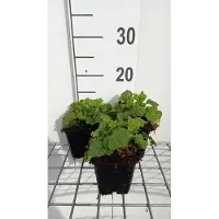 GRDplanten 6 x Geum riv. 'Leonard's Variety' - Nelkenwurz - Topf 9 x 9 cm