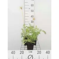 GRDplanten 6 x Pulsatilla vulg. 'Alba' - Kuhschelle - Topf 9 x 9 cm