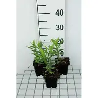 GRDplanten 6 x Physostegia virg. 'Vivid' - Gelenkblume - Topf 9 x 9 cm