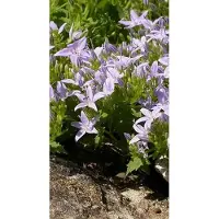 GRDplanten 6 x Campanula garganica - Bergminze - Topf 9 x 9 cm