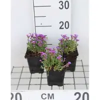 GRDplanten 6 x Aubrieta hybrida 'Hamburger Stadtpark' - Blaukissen - Topf 9 x 9 cm