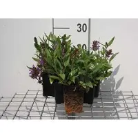 GRDplanten 6 x Prunella grandiflora - Braunelle - Topf 9 x 9 cm