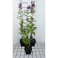 GRDplanten 6 x Phlox (p) 'Mies Copijn' - Flammenblume - Topf 9 x 9 cm