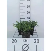 GRDplanten 6 x Dianthus delt. 'Albiflorus' - Nelke - Topf 9 x 9 cm