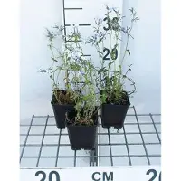 GRDplanten 6 x Phlox divar. 'Clouds of Perfume' - Flammenblume - Topf 9 x 9 cm
