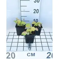 GRDplanten 6 x Heuchera hybr. 'Citronelle' - Purpurglöckchen - Topf 9 x 9 cm