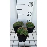 GRDplanten 6 x Sempervivum grandiflorum - Hauswurz - Topf 9 x 9 cm