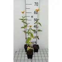 GRDplanten 6 x Heliopsis hel. 'Summer Sun' - Heliopsis - Topf 9 x 9 cm