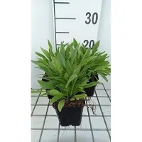 GRDplanten 6 x Coreopsis lanc. 'Sterntaler' - Mädchenauge - Topf 9 x 9 cm