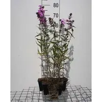GRDplanten 6 x Phlox (m) 'Alpha' - Flammenblume - Topf 9 x 9 cm
