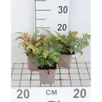 GRDplanten 6 x Dryopteris cycadina ( atrata) - Elefantenrüssel - Topf 9 x 9 cm