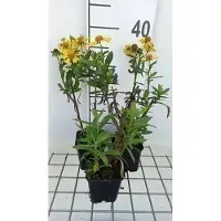 GRDplanten 6 x Helenium hybr. 'Sahin's Early Flowerer' - Sonnenbraut - Topf 9 x 9 cm