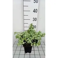 GRDplanten 6 x Lamium mac. 'White Nancy' - Taubnessel - Topf 9 x 9 cm