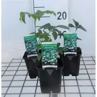 GRDplanten 6 x Helleborus or. 'White Lady' - Lenzrose - Topf 9 x 9 cm