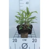 GRDplanten 6 x Echinacea purp. 'Doubledecker' - Sonnenhut - Topf 9 x 9 cm