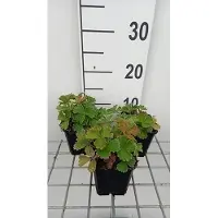 GRDplanten 6 x Potentilla megalantha ( fragiformis) - Fingerstrauch - Topf 9 x 9 cm