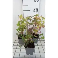 GRDplanten 6 x Monarda didyma - Indianernessel - Topf 9 x 9 cm