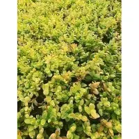 GRDplanten 6 x Polygonatum humile - Salomonssiegel - Topf 9 x 9 cm