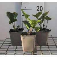 GRDplanten 6 x Crambe cordifolia - Kohl - Topf 9 x 9 cm