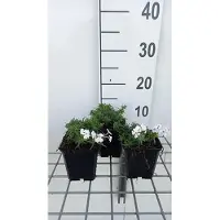 GRDplanten 6 x Phlox (s) 'Amazing Grace' - Flammenblume - Topf 9 x 9 cm