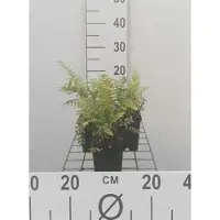 GRDplanten 6 x Polystichum setiferum - Weicher Schildfarn - Topf 9 x 9 cm