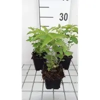 GRDplanten 6 x Monarda hybr. 'Elsie's Lavender' - Indianernessel - Topf 9 x 9 cm