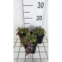 GRDplanten 6 x Campanula posch. 'Stella' - Bergminze - Topf 9 x 9 cm