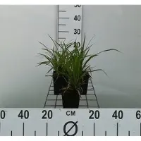 GRDplanten 6 x Carex morrowii - Japanische Segge - Topf 9 x 9 cm