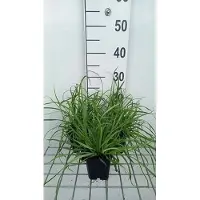 GRDplanten 6 x Carex flava – Segge - Topf 9x9 cm