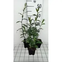 GRDplanten 6 x Eupatorium cann. 'Plenum' - Wasserdost - Topf 9 x 9 cm