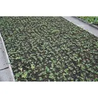 GRDplanten 6 x Astrantia major 'Ruby Wedding' - Sterndolde - Topf 9 x 9 cm