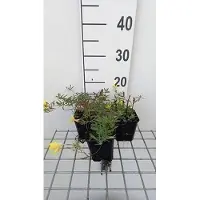 GRDplanten 6 x Oenothera hybr. 'African Sun' - Nachtkerze - Topf 9 x 9 cm