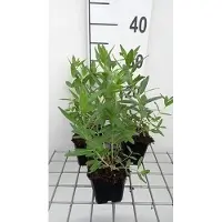 GRDplanten 6 x Lythrum sal. 'Blush' - Weiderich - Topf 9 x 9 cm