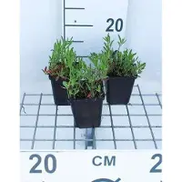 GRDplanten 6 x Oenothera speciosa 'Siskiyou' - Nachtkerze - Topf 9 x 9 cm