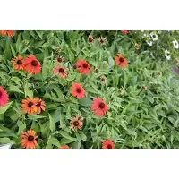GRDplanten 6 x Echinacea purp. 'Julia' - Sonnenhut - Topf 9 x 9 cm