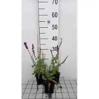 GRDplanten 6 x Salvia nem. 'Lubeca' - Sternmoos - Topf 9 x 9 cm