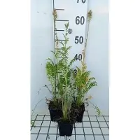GRDplanten 6 x Polemonium caer. 'Album' - Jakobsleiter - Topf 9 x 9 cm