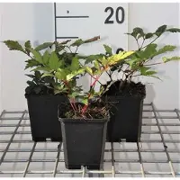 GRDplanten 6 x Astilbe (j) 'Vesuvius' - Prachtspiere - Topf 9 x 9 cm