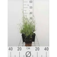 GRDplanten 6 x Lavandula int. 'Grosso' - Lavendel - Topf 9 x 9 cm