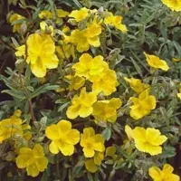 GRDplanten 6 x Helianthemum hybr. 'Golden Queen' - Sonnenröschen - Topf 9 x 9 cm