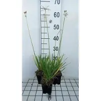 GRDplanten 6 x Tulbaghia viol. 'Alba' - Tulbaghia - Topf 9 x 9 cm