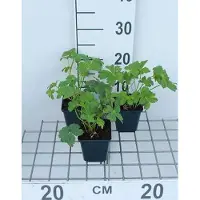 GRDplanten 6 x Astrantia major 'Buckland' - Sterndolde - Topf 9 x 9 cm