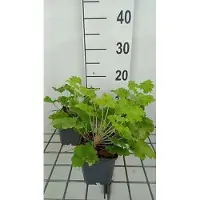 GRDplanten 6 x Heuchera hybr. 'Lime Rickey' - Purpurglöckchen - Topf 9 x 9 cm