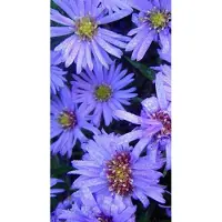 GRDplanten 6 x Aster dum. 'Lady In Blue' - Herbstaster - Topf 9 x 9 cm