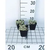 GRDplanten 6 x Sempervivum arachnoideum - Hauswurz - Topf 9 x 9 cm