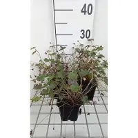 GRDplanten 6 x Geranium hybr. 'Orkney Cherry' - Storchenschnabel- Topf 9 x 9 cm