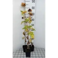 GRDplanten 6 x Heliopsis hel. 'Mars' - Heliopsis - Topf 9 x 9 cm