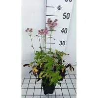 GRDplanten 6 x Astrantia major 'Rosea' - Sterndolde - Topf 9 x 9 cm