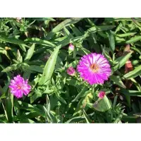 GRDplanten 6 x Aster dum. 'Anneke' - Herbstaster - Topf 9 x 9 cm