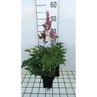 GRDplanten 6 x Astilbe (j) 'Red Sentinel' - Prachtspiere - Topf 9 x 9 cm